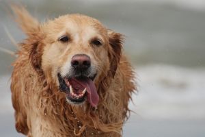 817846_running_wet_dog