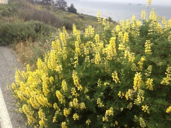 Wildflowers