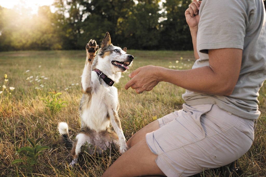 Photo Credit: Purina Pro Plan.