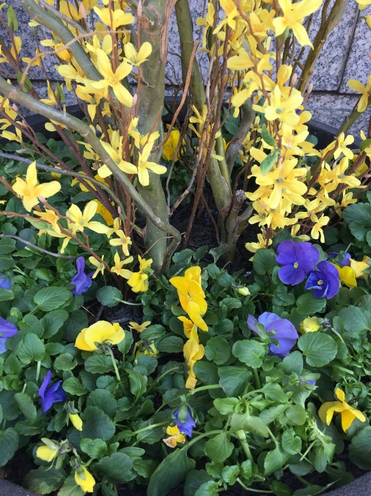 Spring