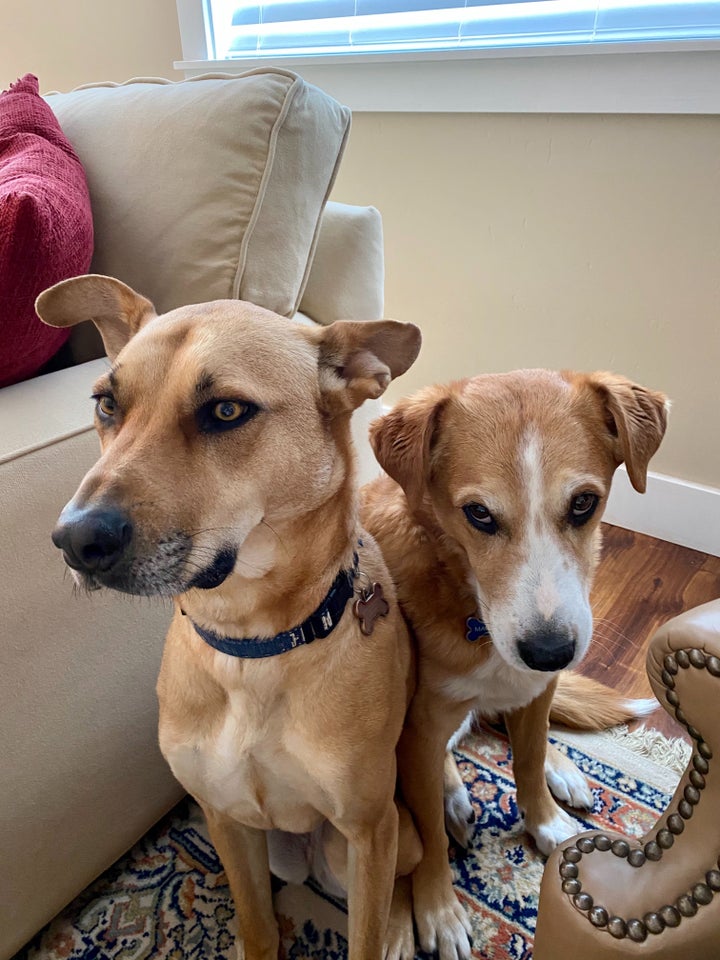 two dogs sit near each other at home