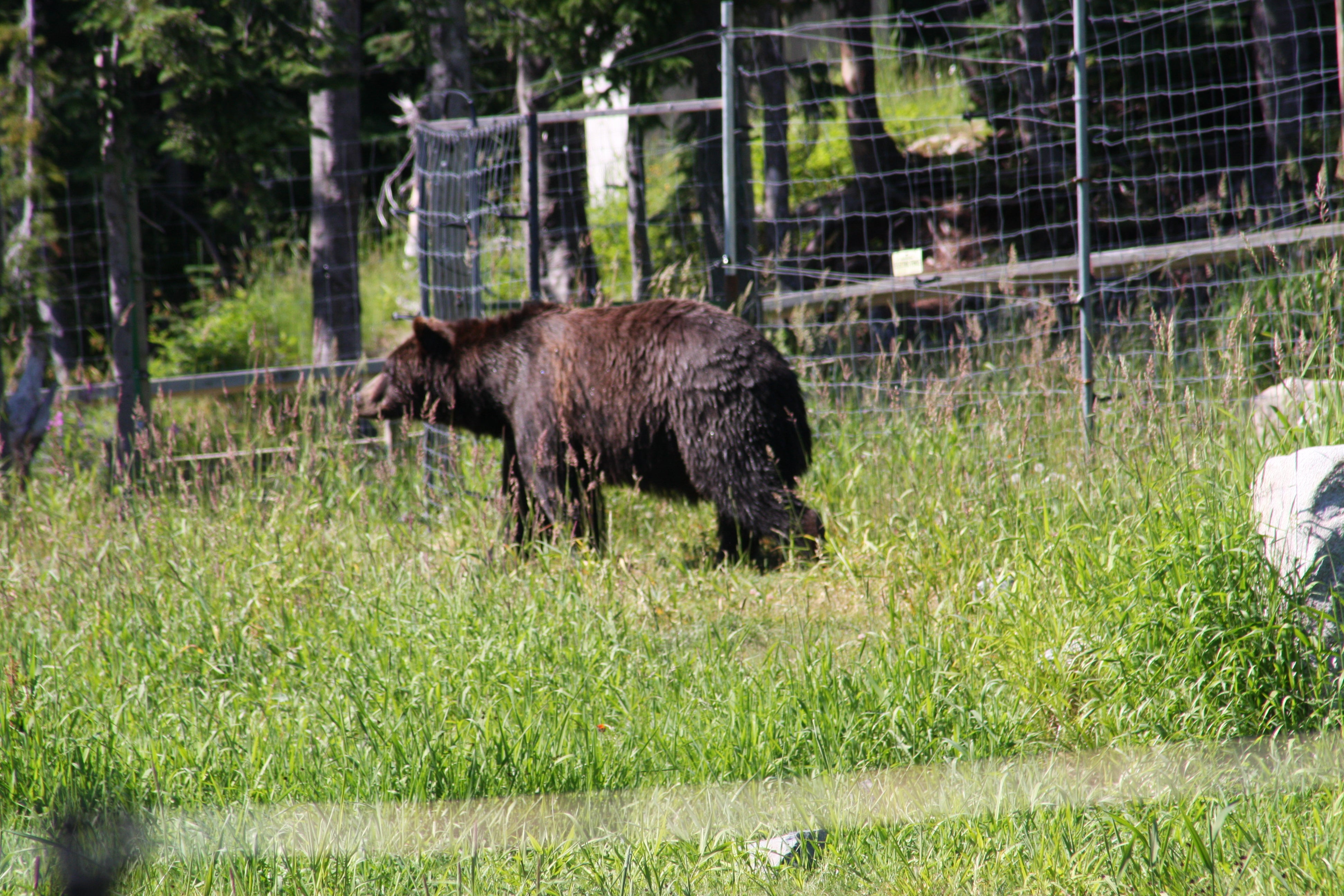 SeaWheeze Grouse Mountain Wildlife Refuge