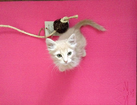cat proof yoga mat