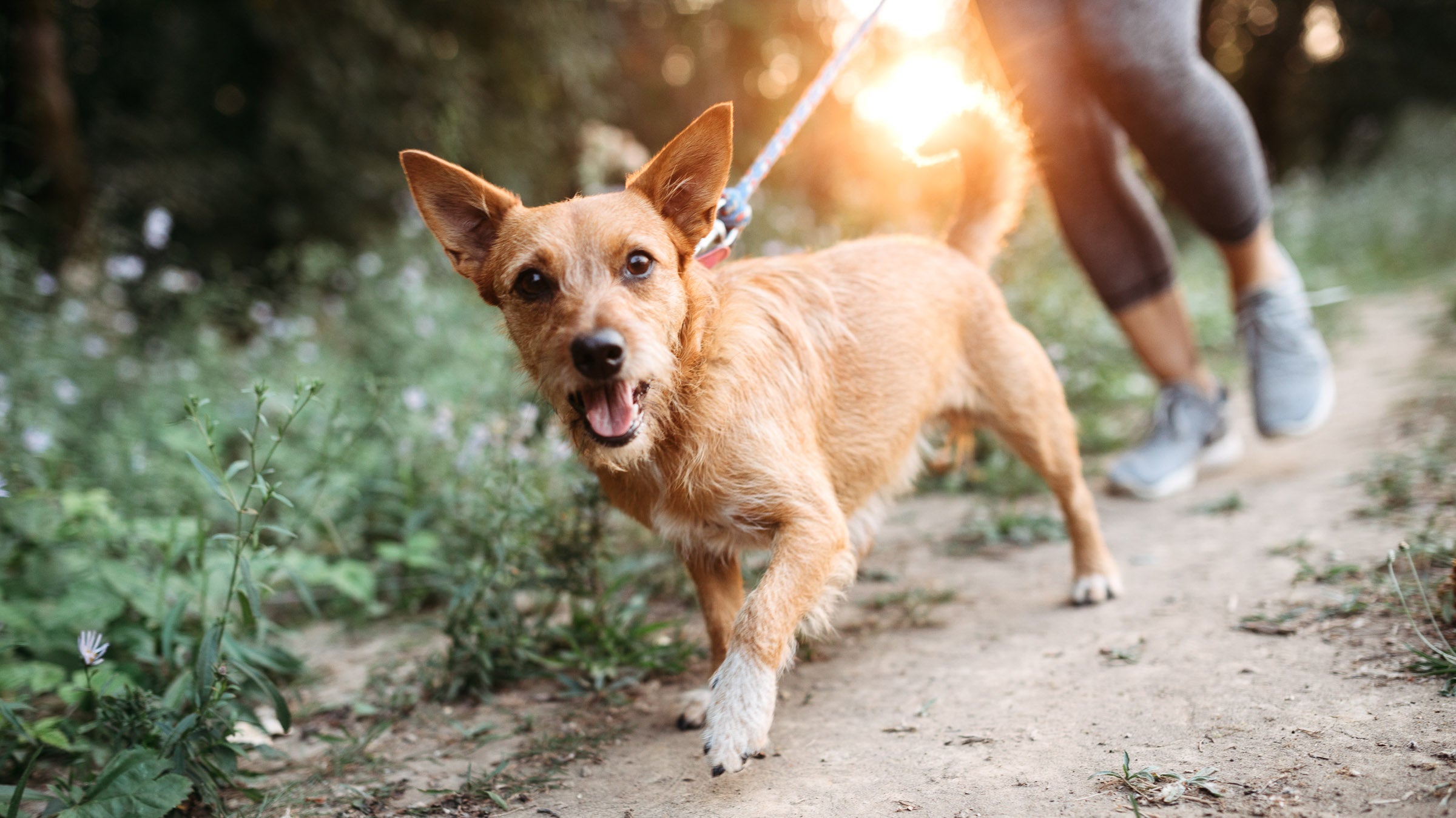 5 Tips to Make Your Dog a Great Running Companion Women's Running