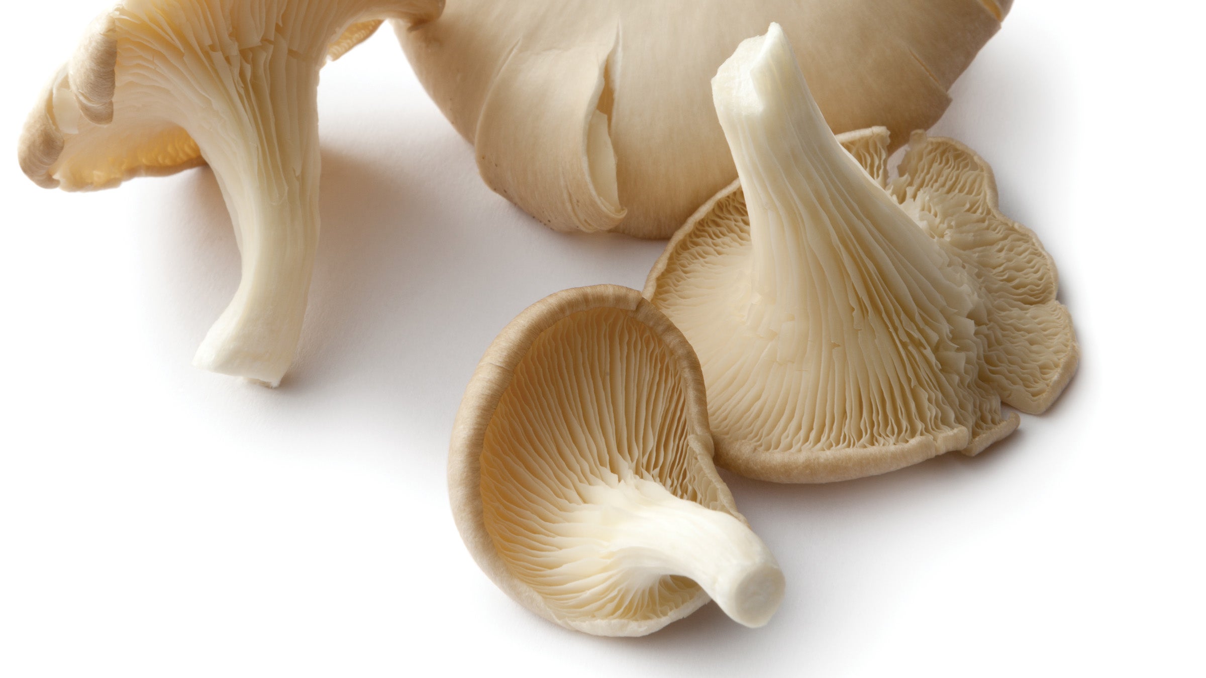 Osyter mushrooms isolated on white background.